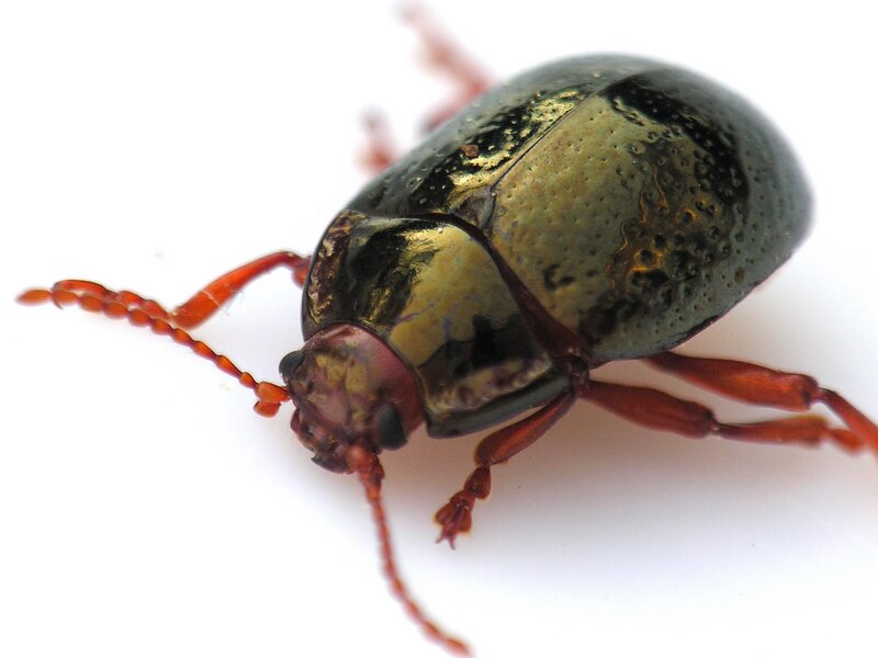 metallic green beetle close-up