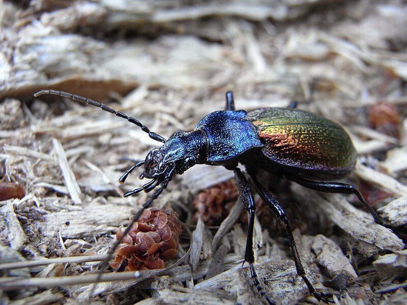Metallic Ground Beetle