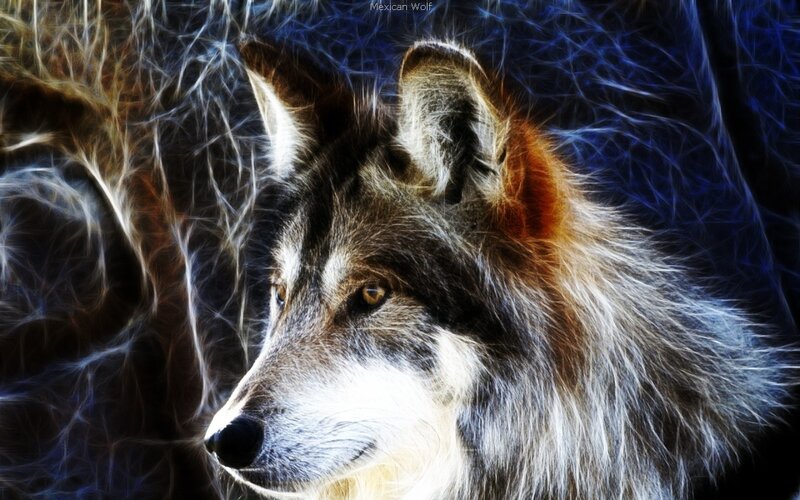 Mexican Wolf Portrait — Brown