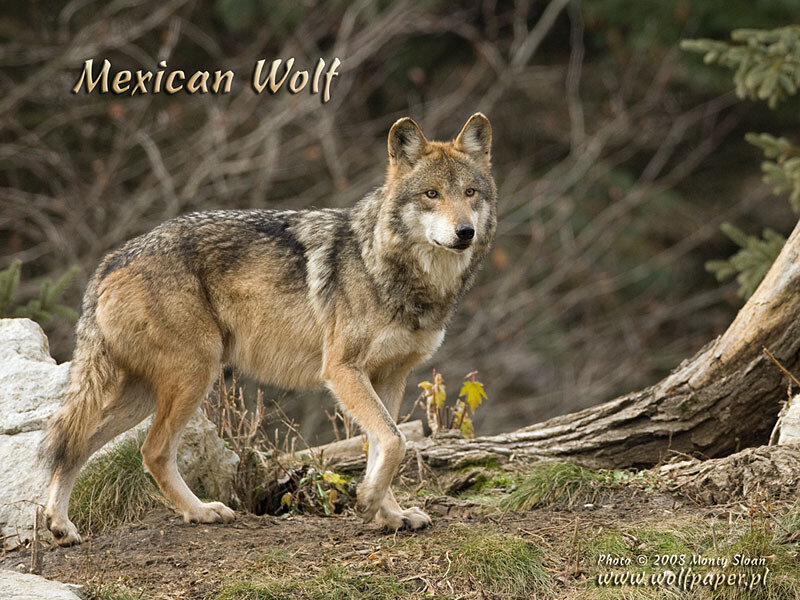 Mexican Wolf Standing