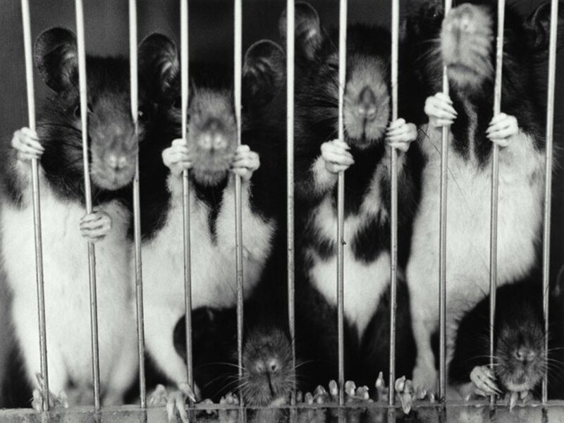 mice in a cage