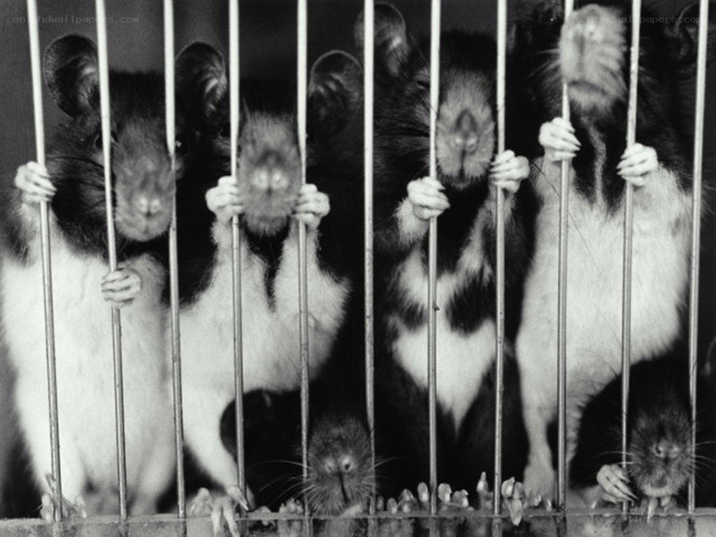 mice in a cage