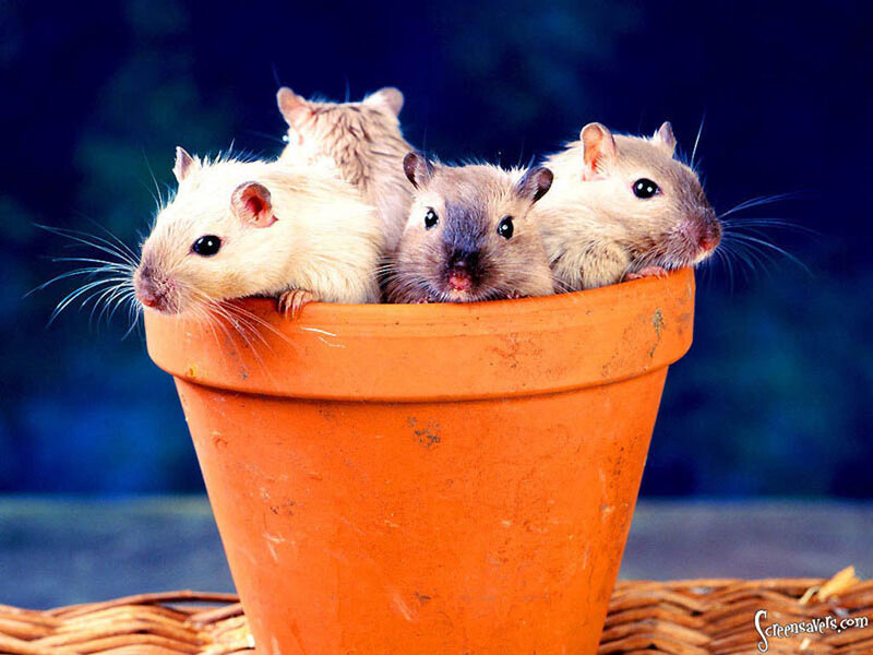 mice in a flowerpot