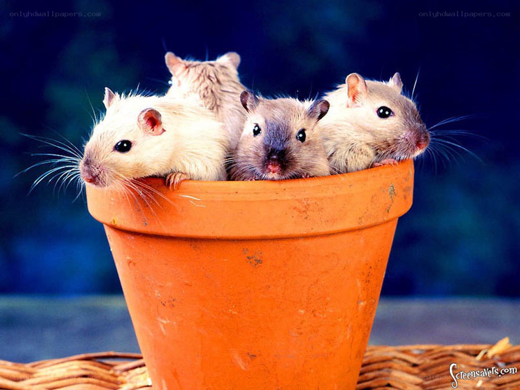 mice in a flowerpot