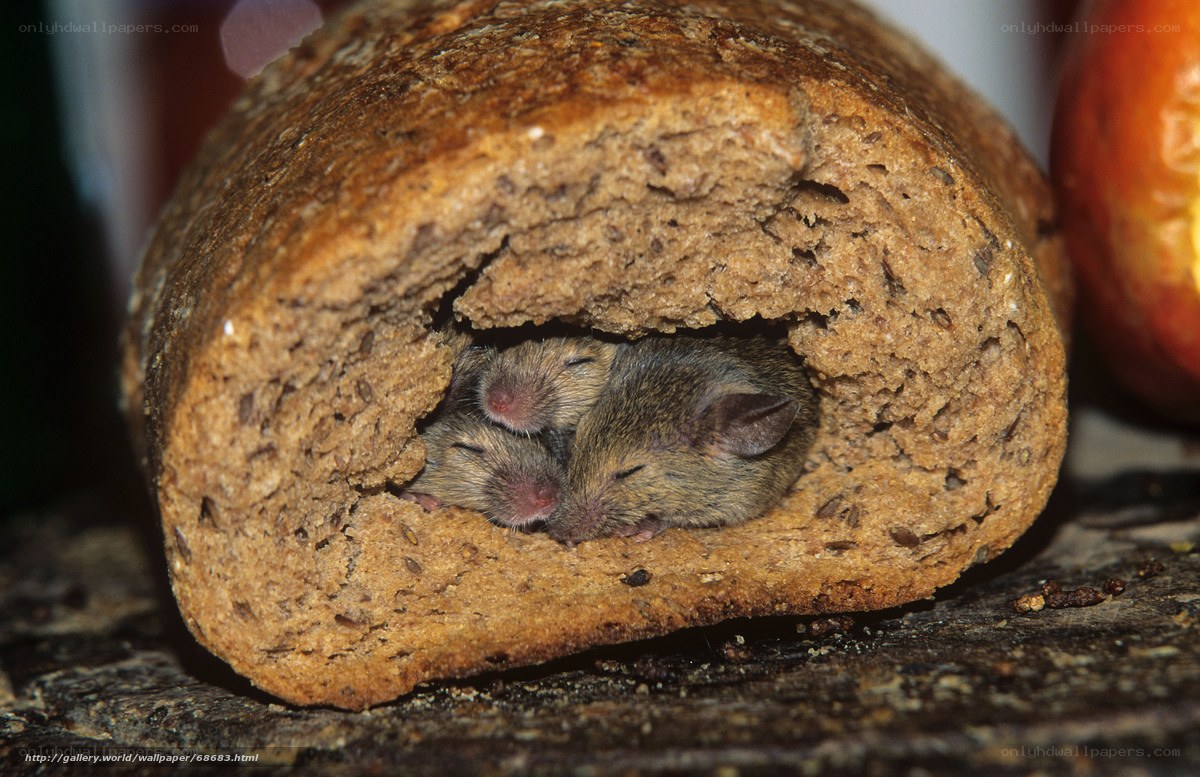 Mice in a loaf of bread