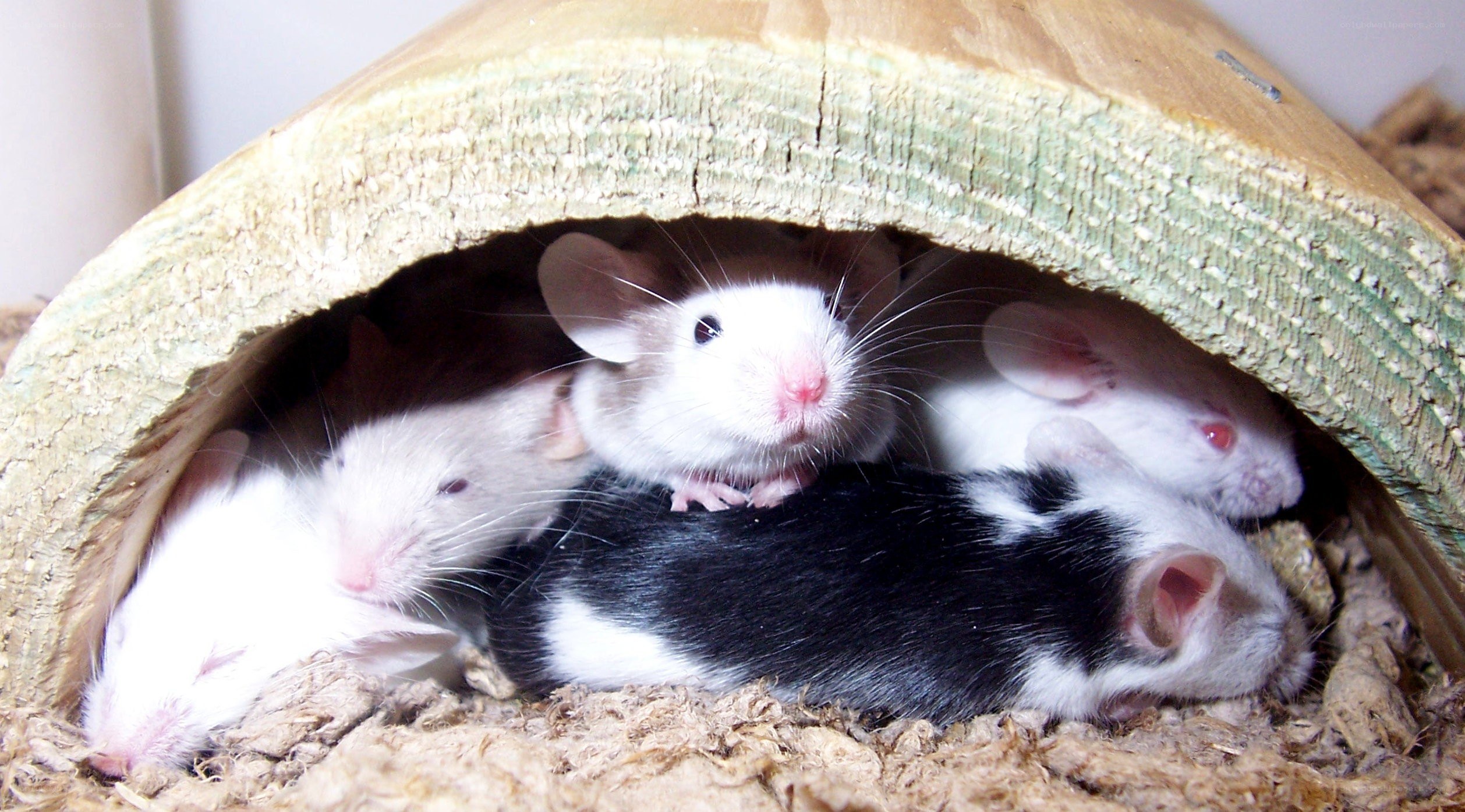 mice in a wooden hideout