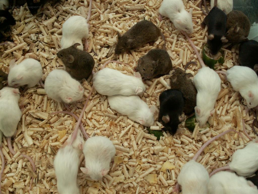 mice in bedding