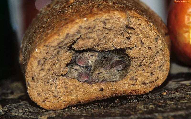 Mice in Bread — Brown
