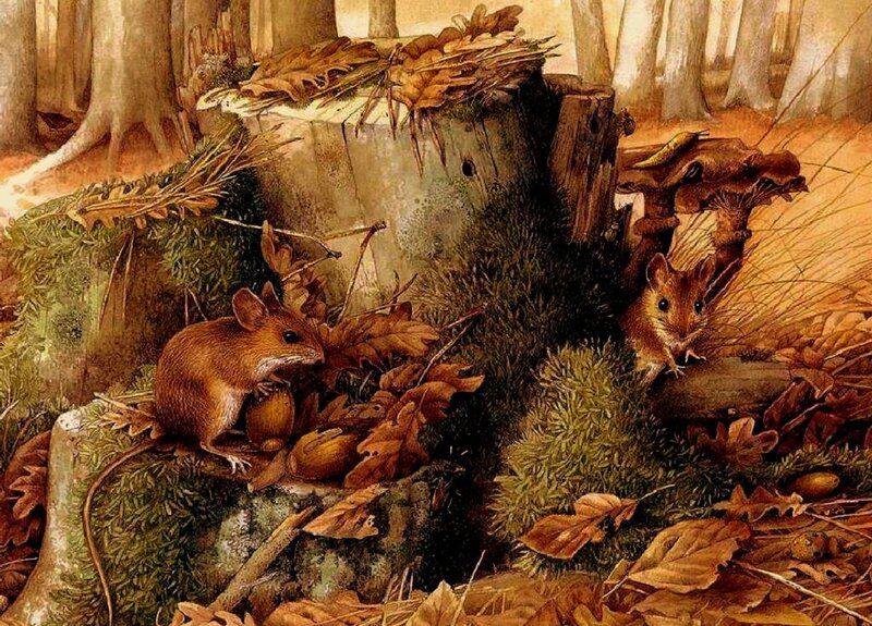 Mice in Forest