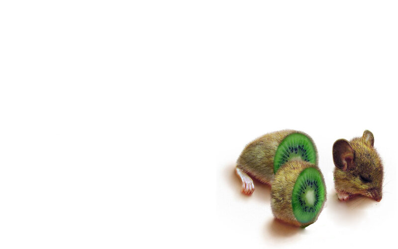 mice with kiwi slices