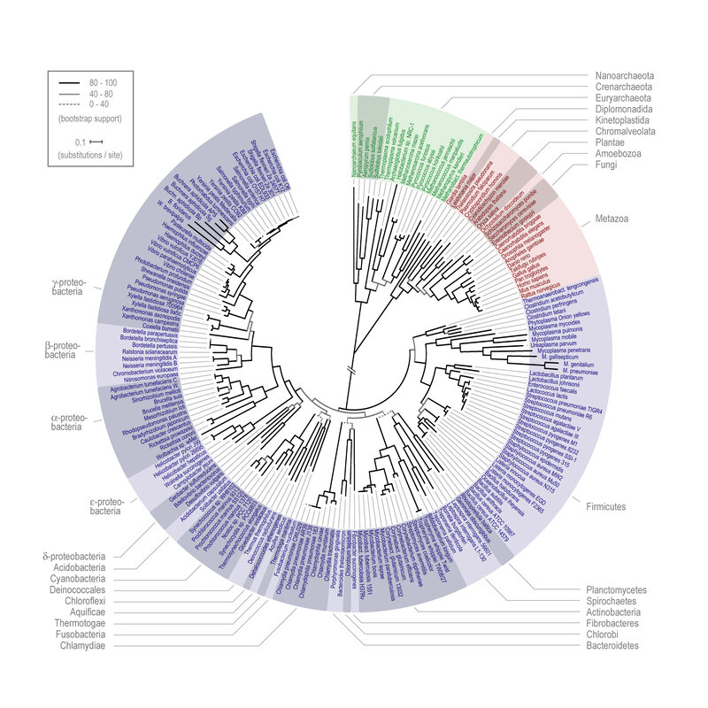 Microbial phylogenetic tree