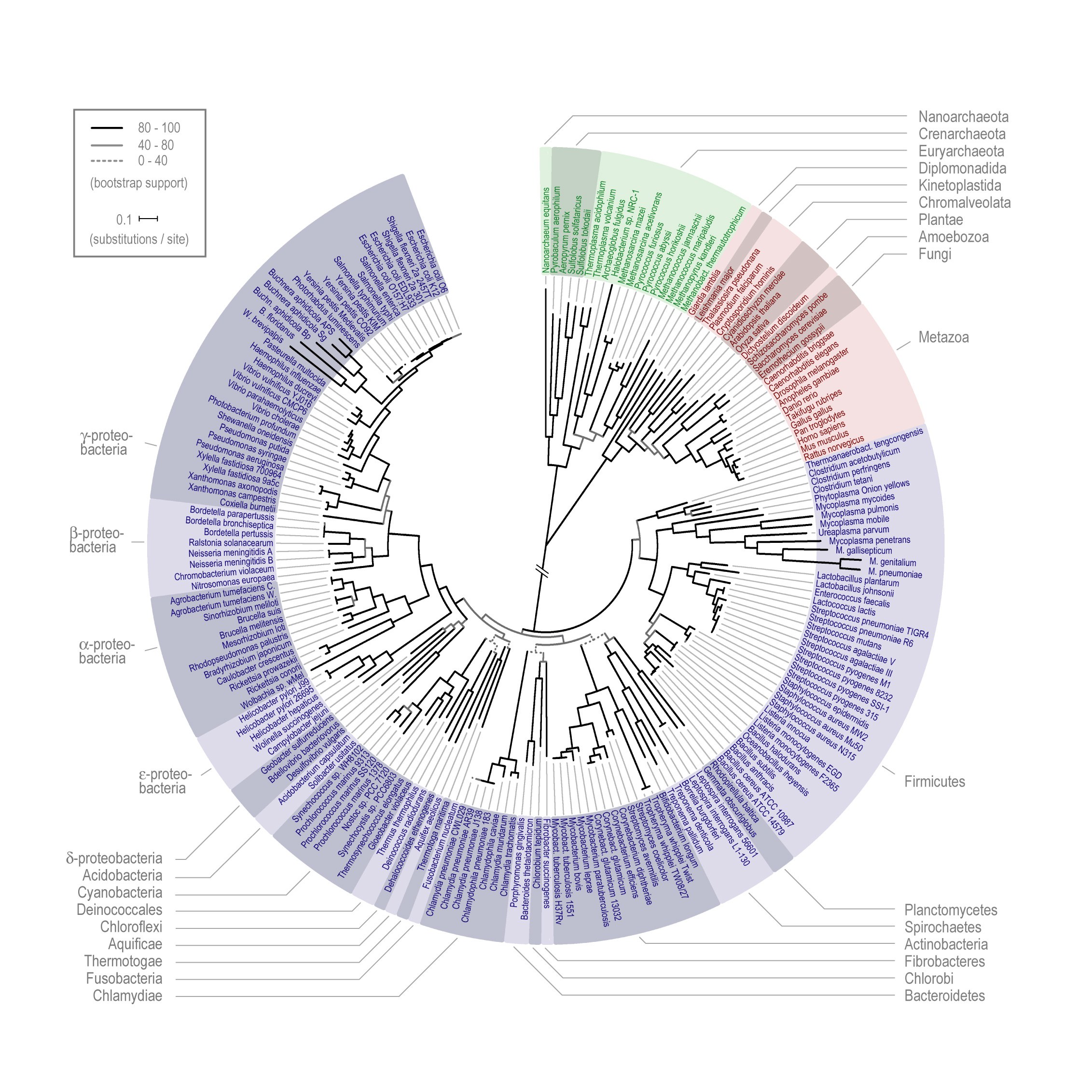 Microbial phylogenetic tree