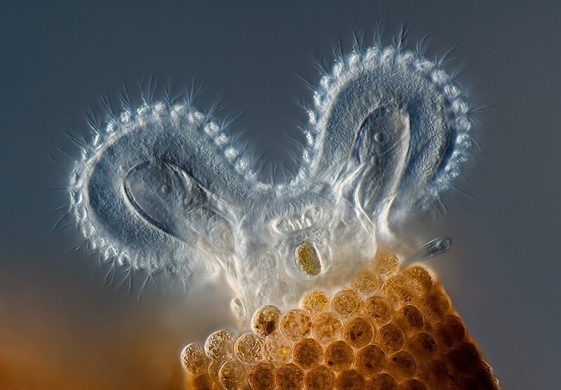 Microscopic Aquatic Organism