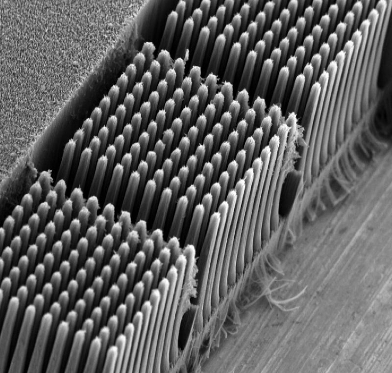 Microscopic Brush Bristles