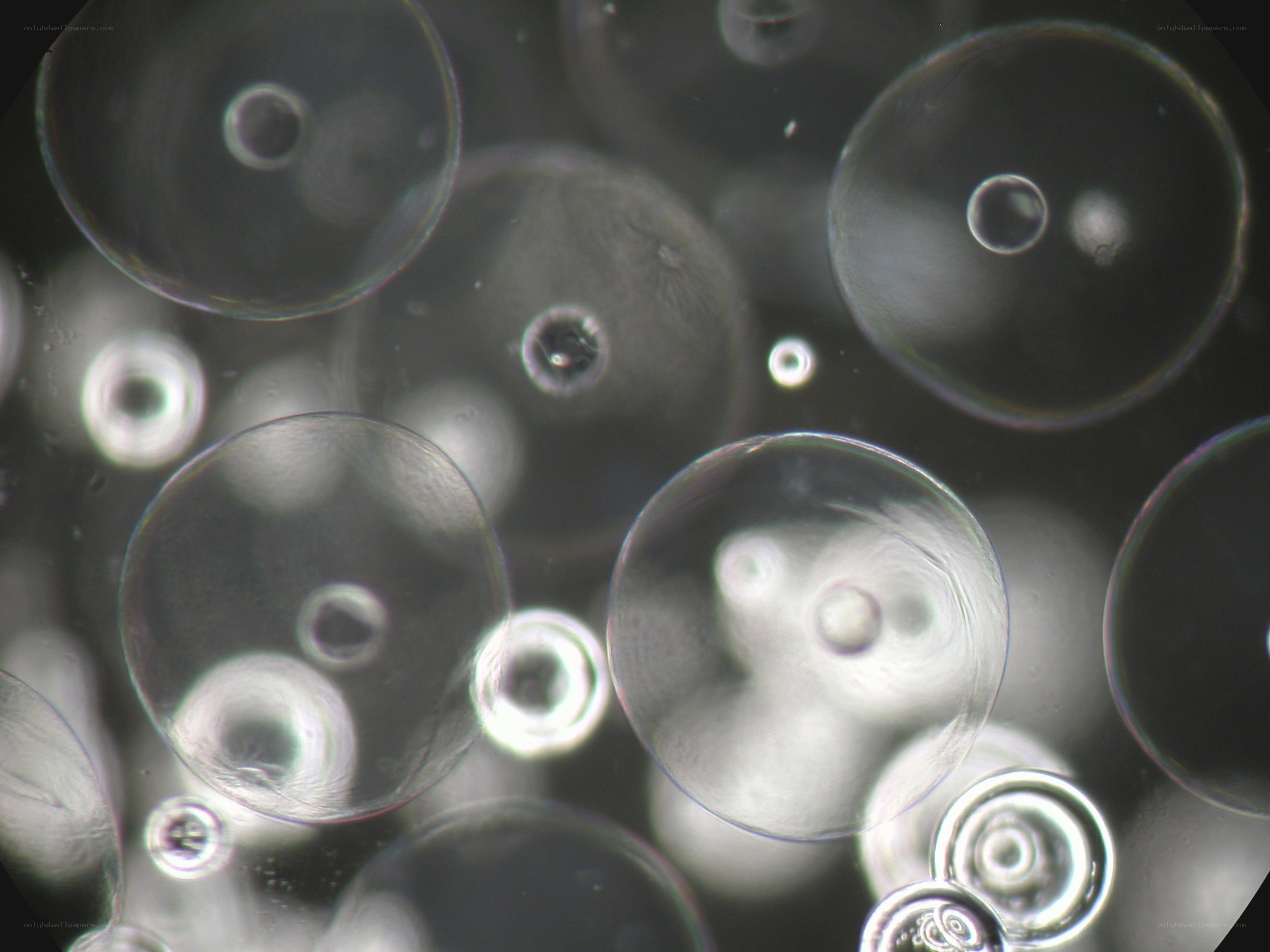 microscopic bubbles under lens
