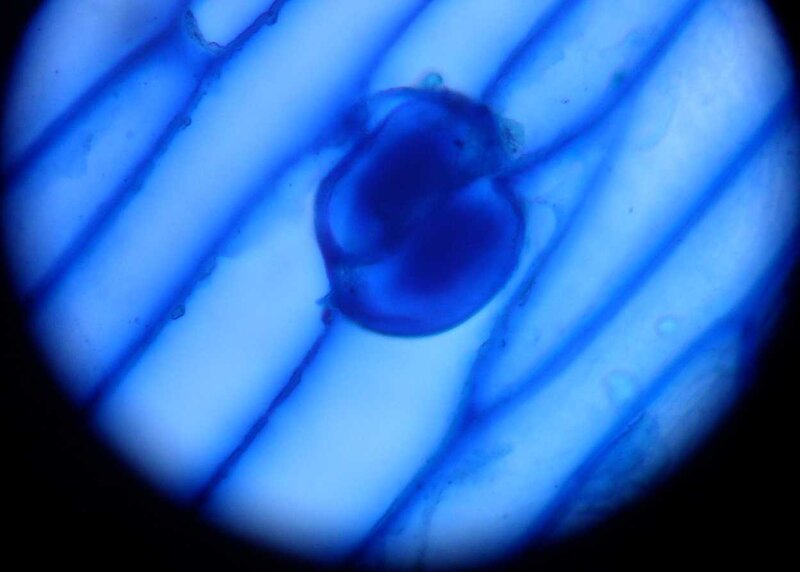 Microscopic Cell Structure — Blue