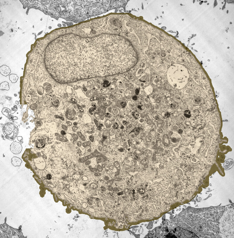 microscopic cell structure