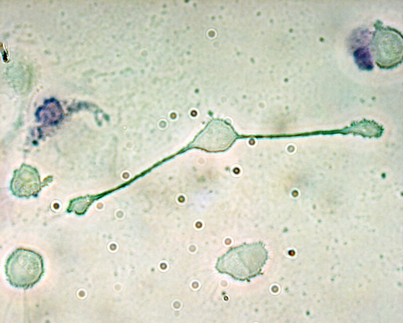 Microscopic Cells — Green