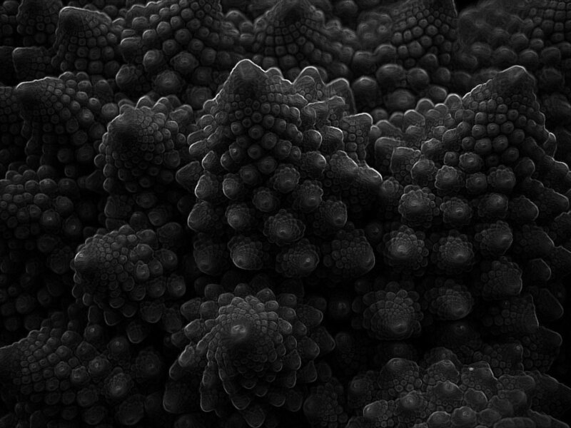 Microscopic Cellular Structure — Black