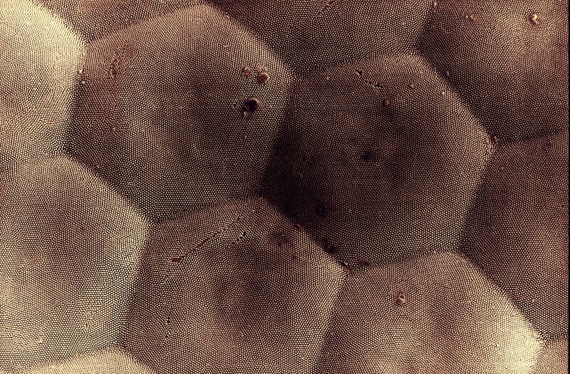 Microscopic Cellular Structure — Brown