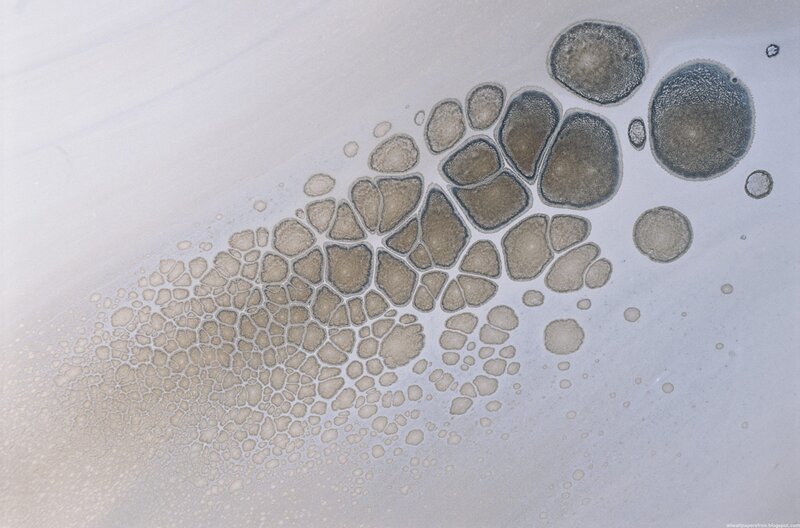Microscopic Cellular Structure — White