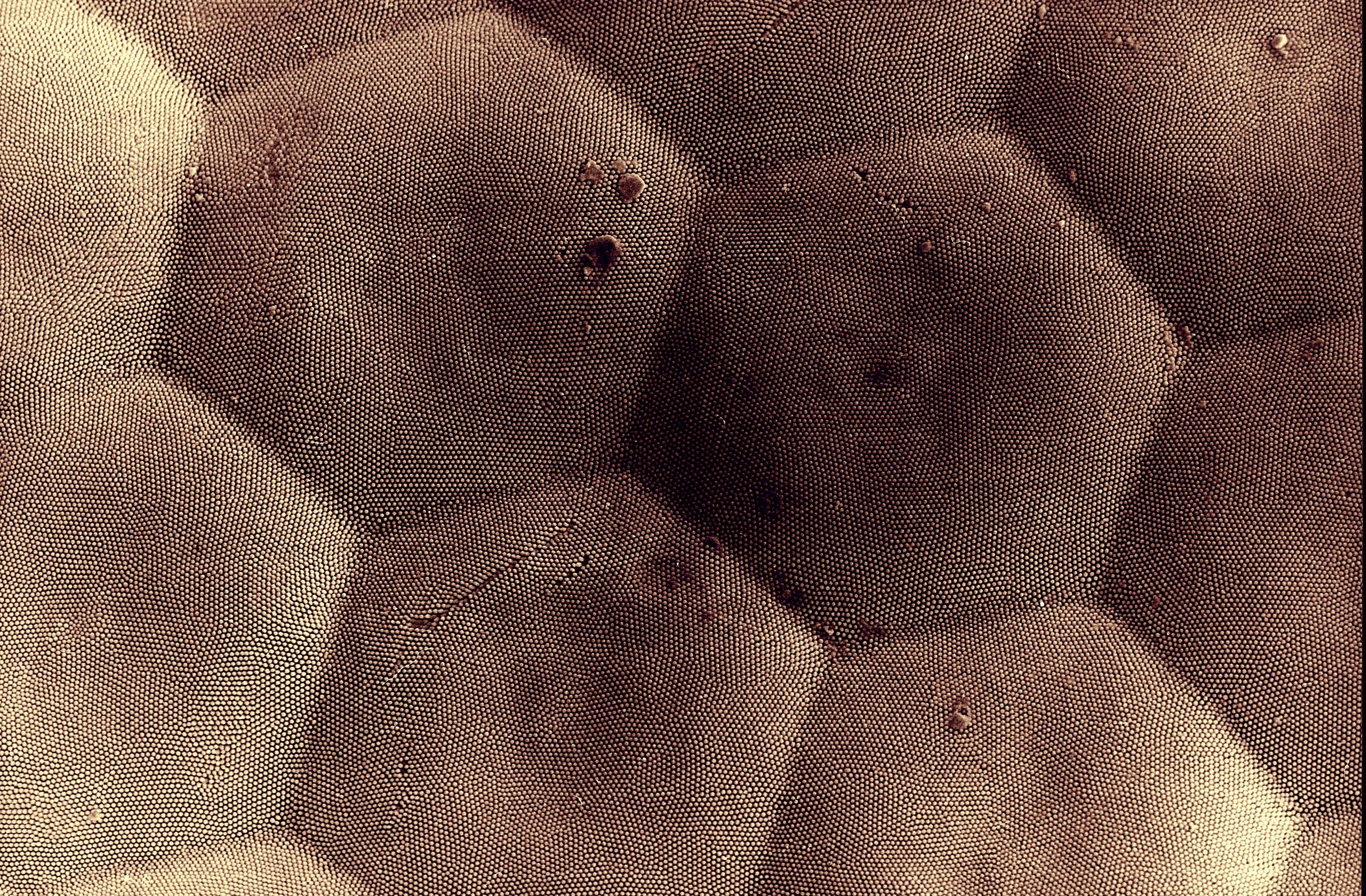 microscopic cellular structure