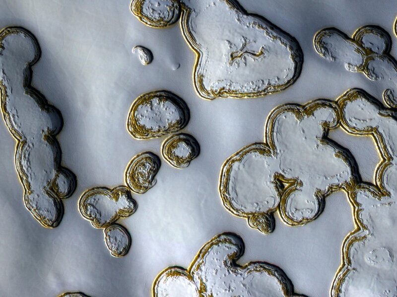 microscopic cellular structures