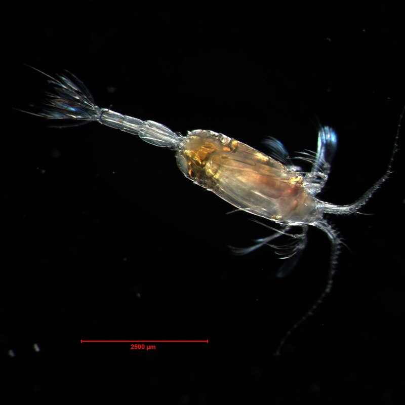 Microscopic copepod crustacean