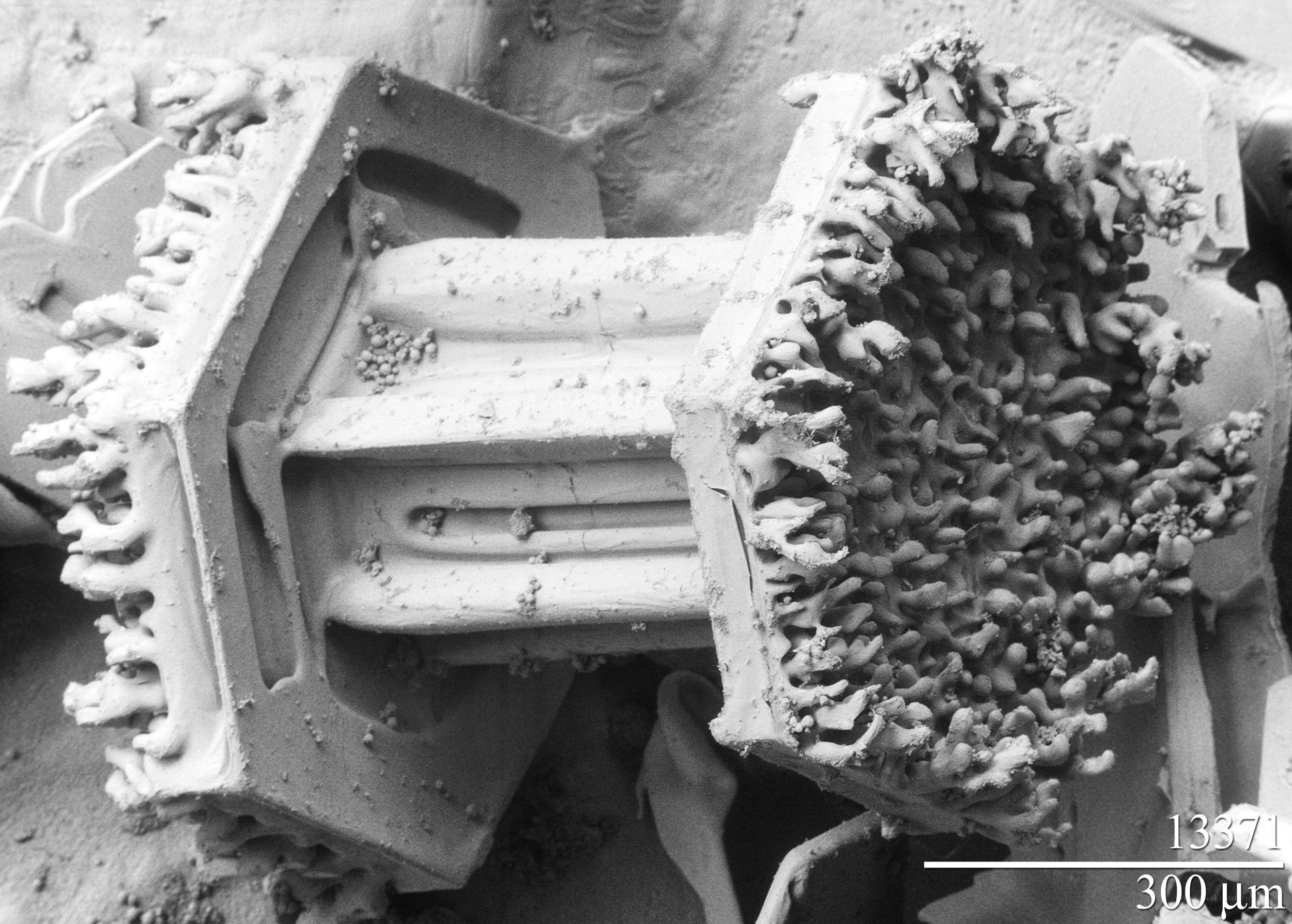 Microscopic coral structure