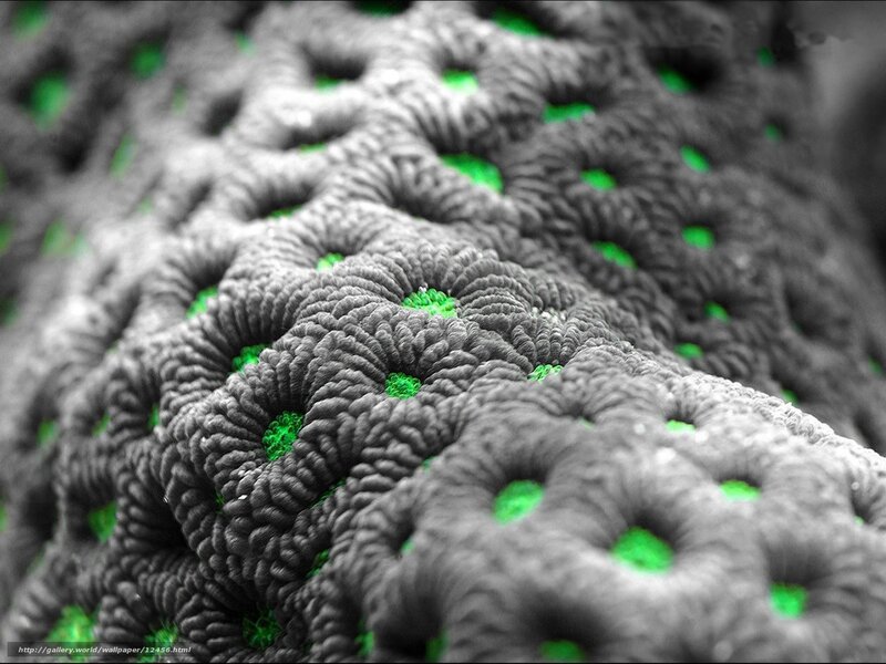 Microscopic coral texture