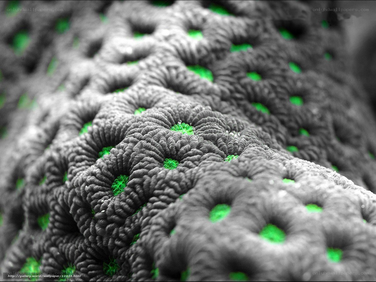 Microscopic coral texture