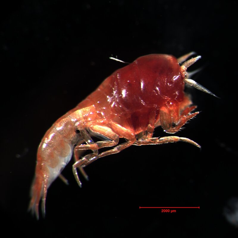 Microscopic crustacean specimen