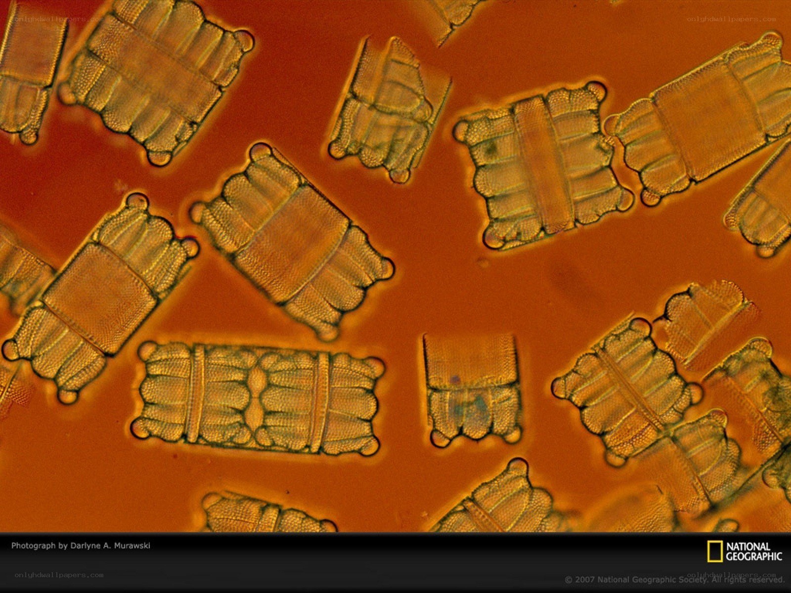Microscopic diatom cells