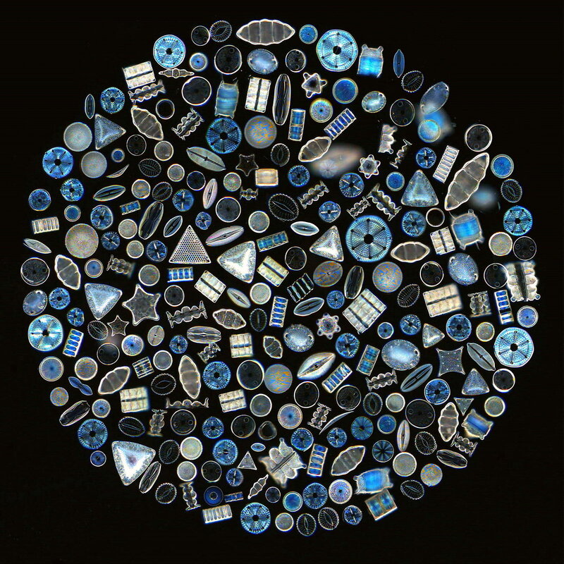 microscopic diatom collection