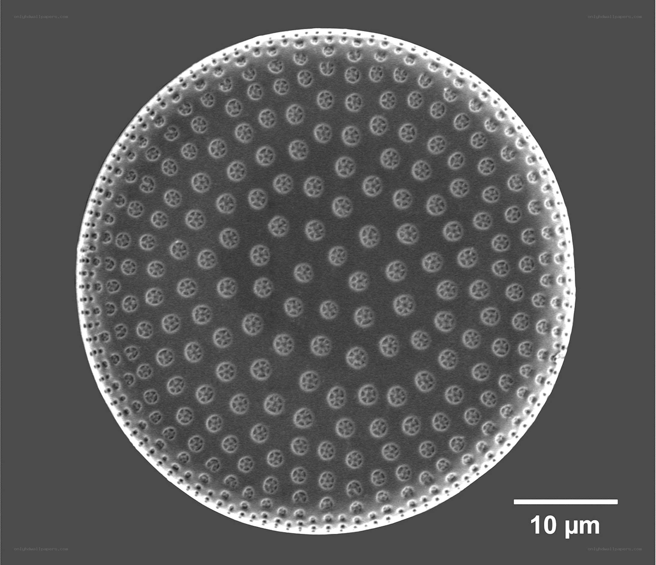 Microscopic diatom structure