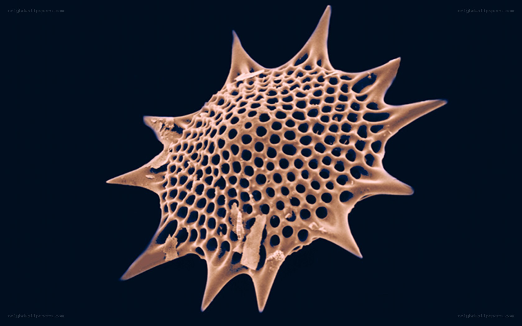 microscopic diatom structure