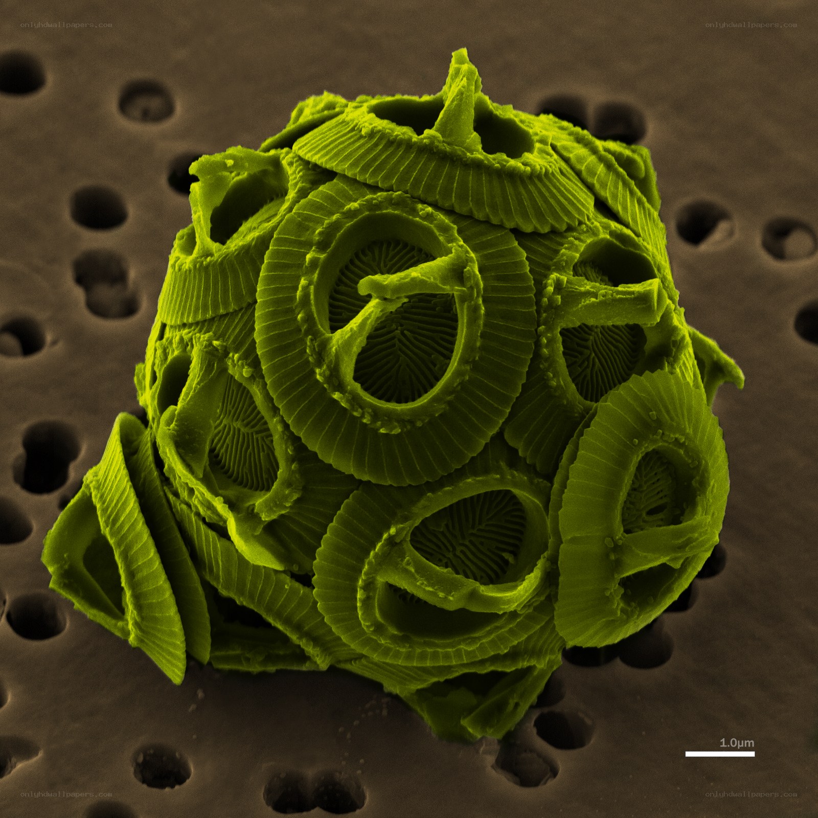 Microscopic diatom structure
