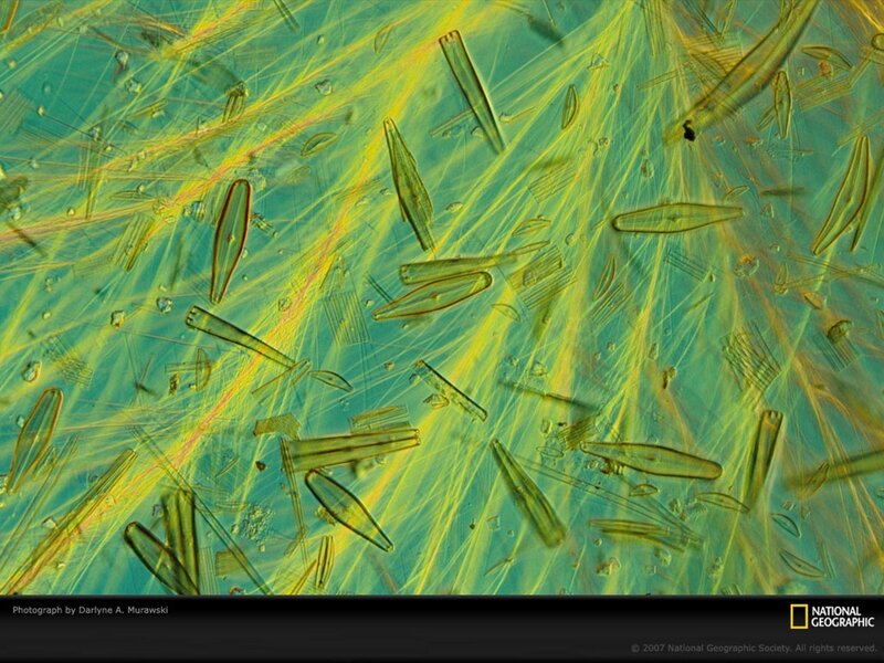 Microscopic Diatoms
