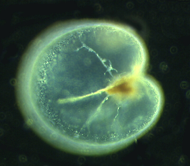 microscopic embryo structure