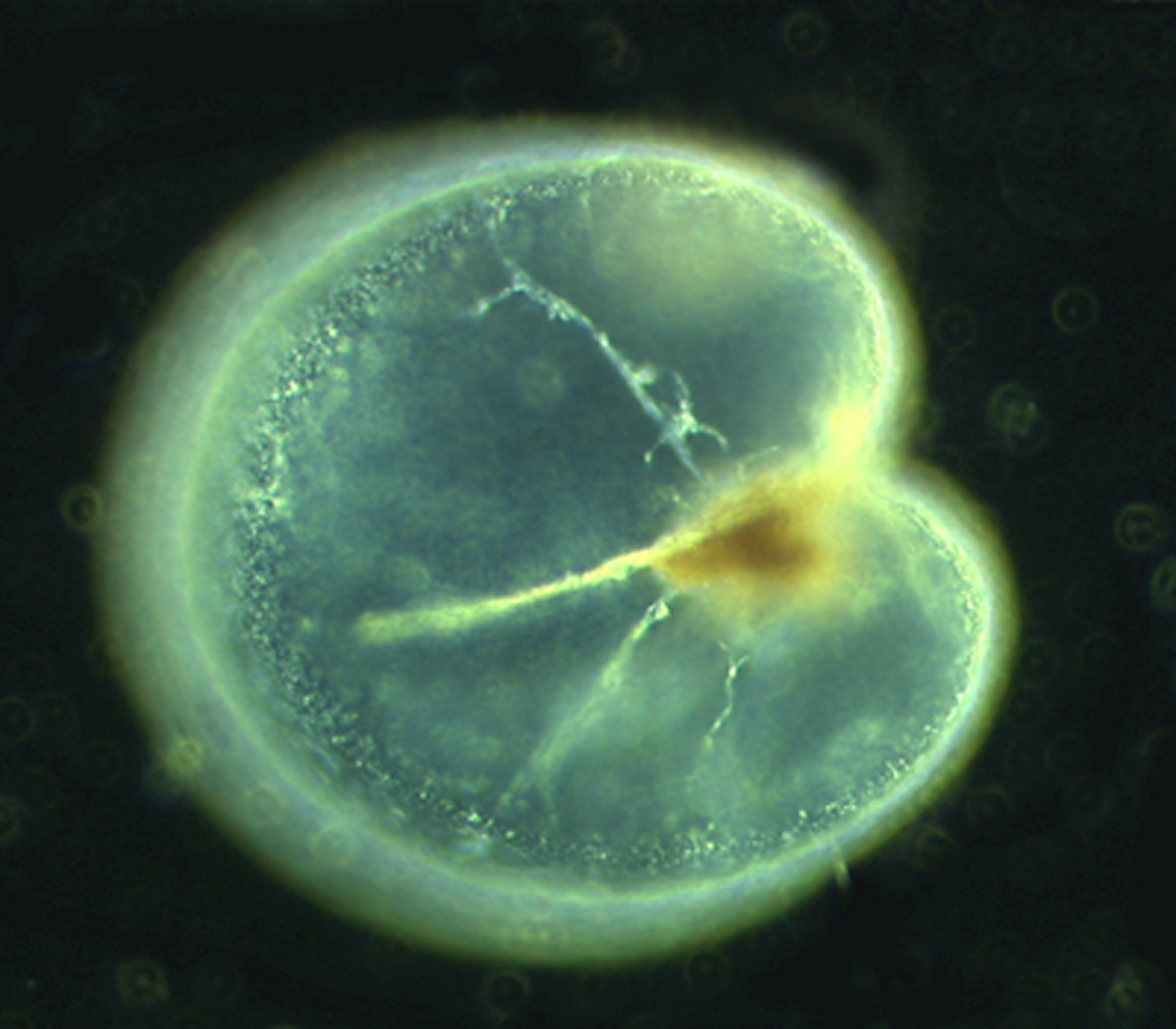 microscopic embryo structure