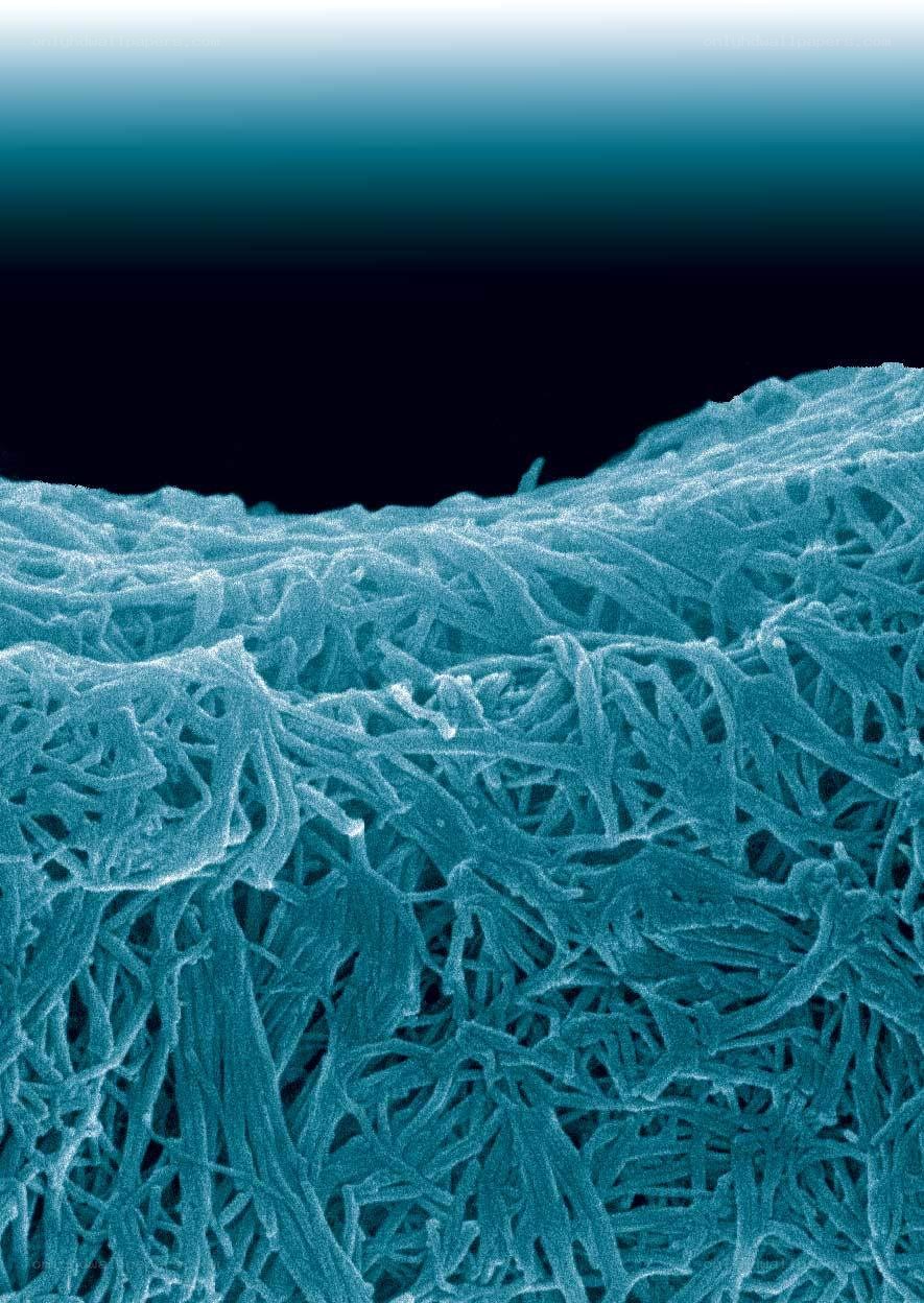 microscopic fiber network