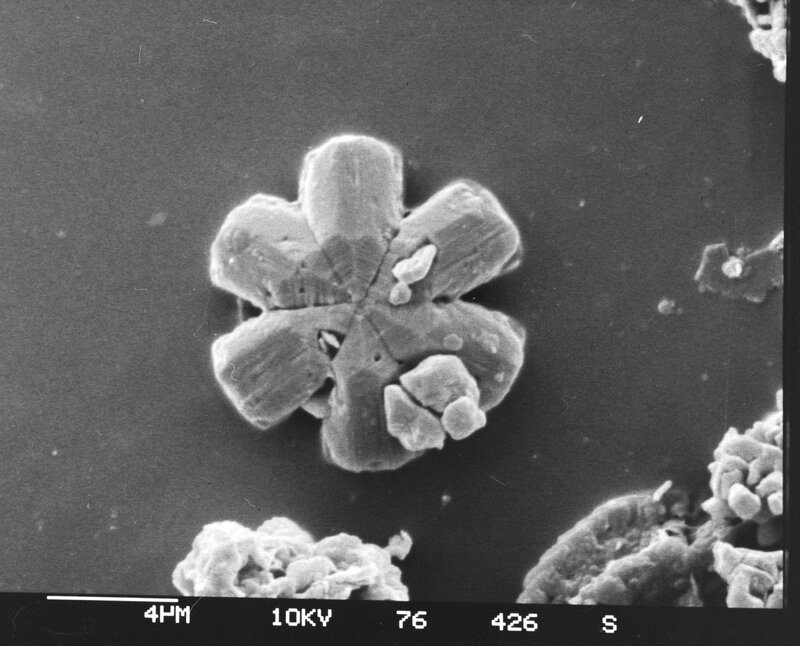 microscopic flower-like structure