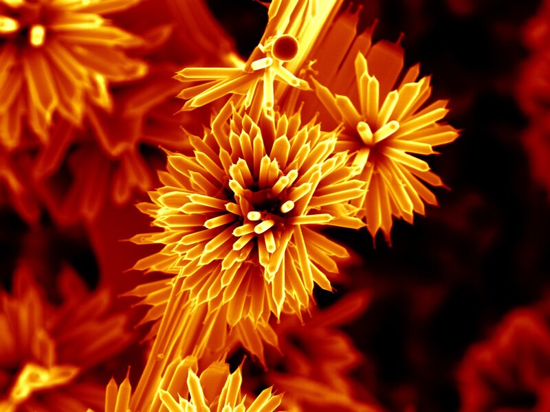 Microscopic flower-like structures