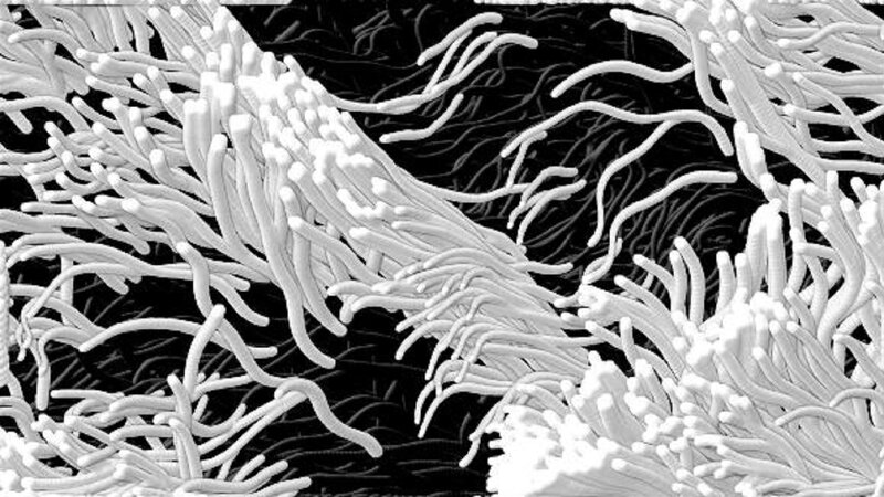Microscopic Fungal Hyphae