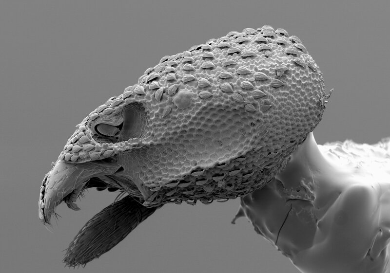 microscopic insect head