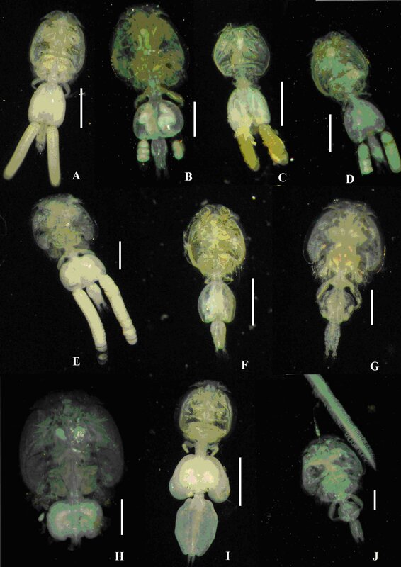 microscopic larval stages
