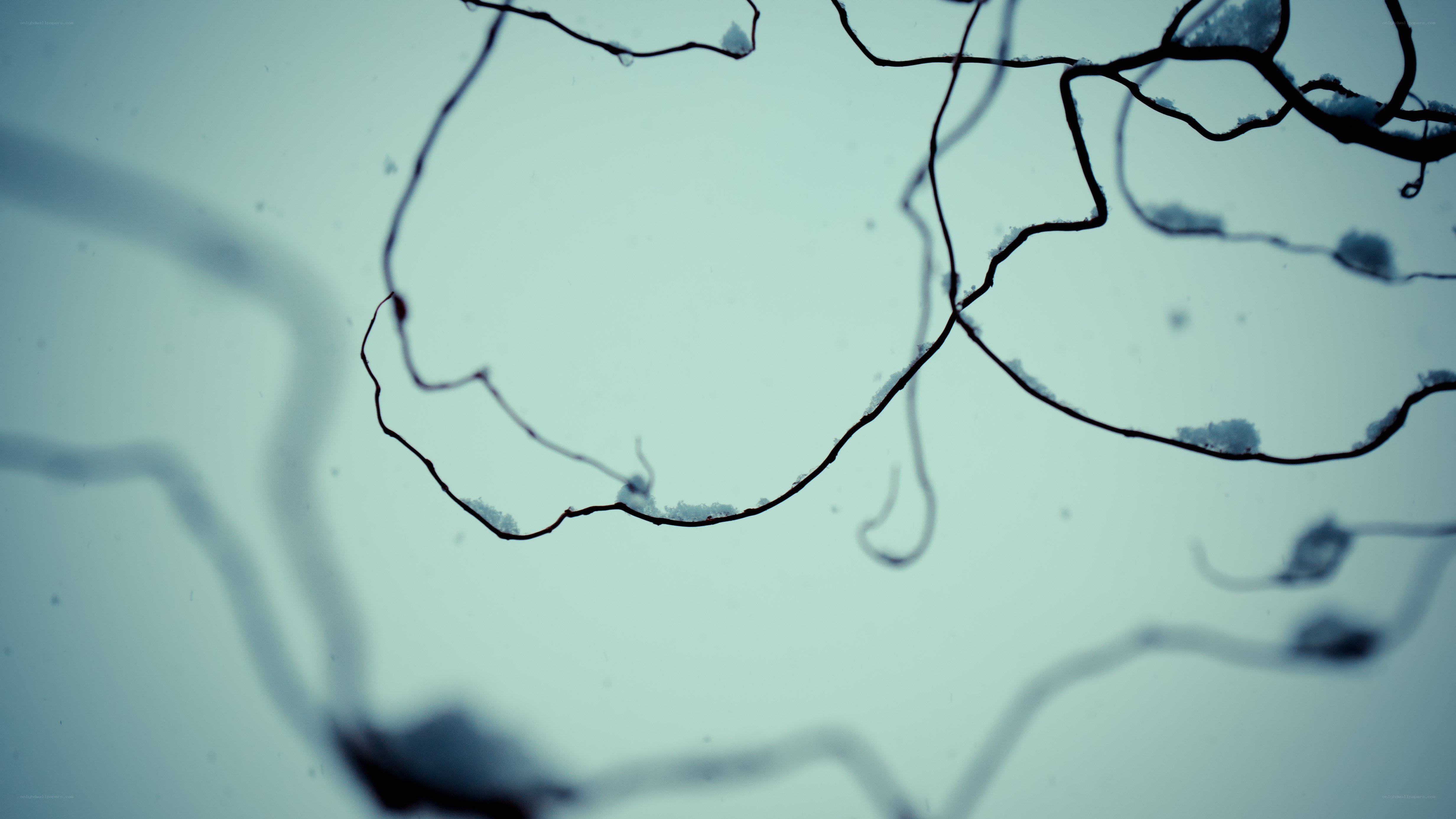 microscopic network structure