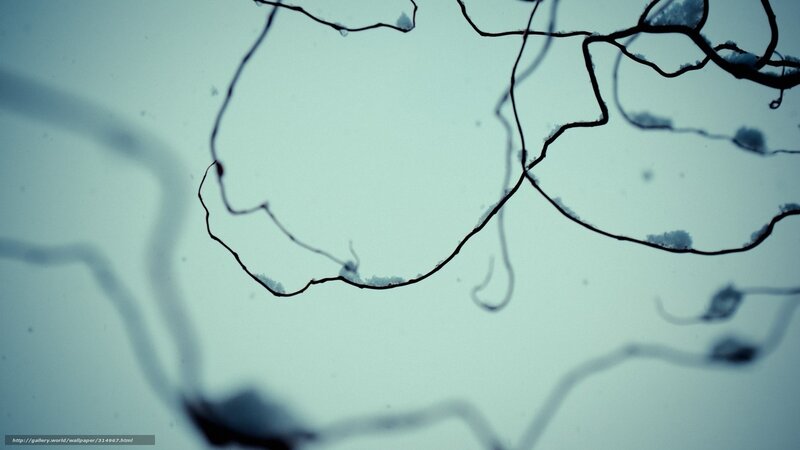 microscopic network structure