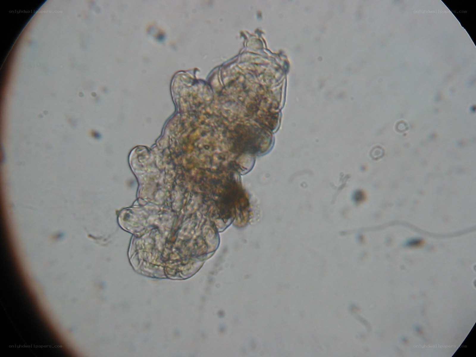microscopic organism under lens
