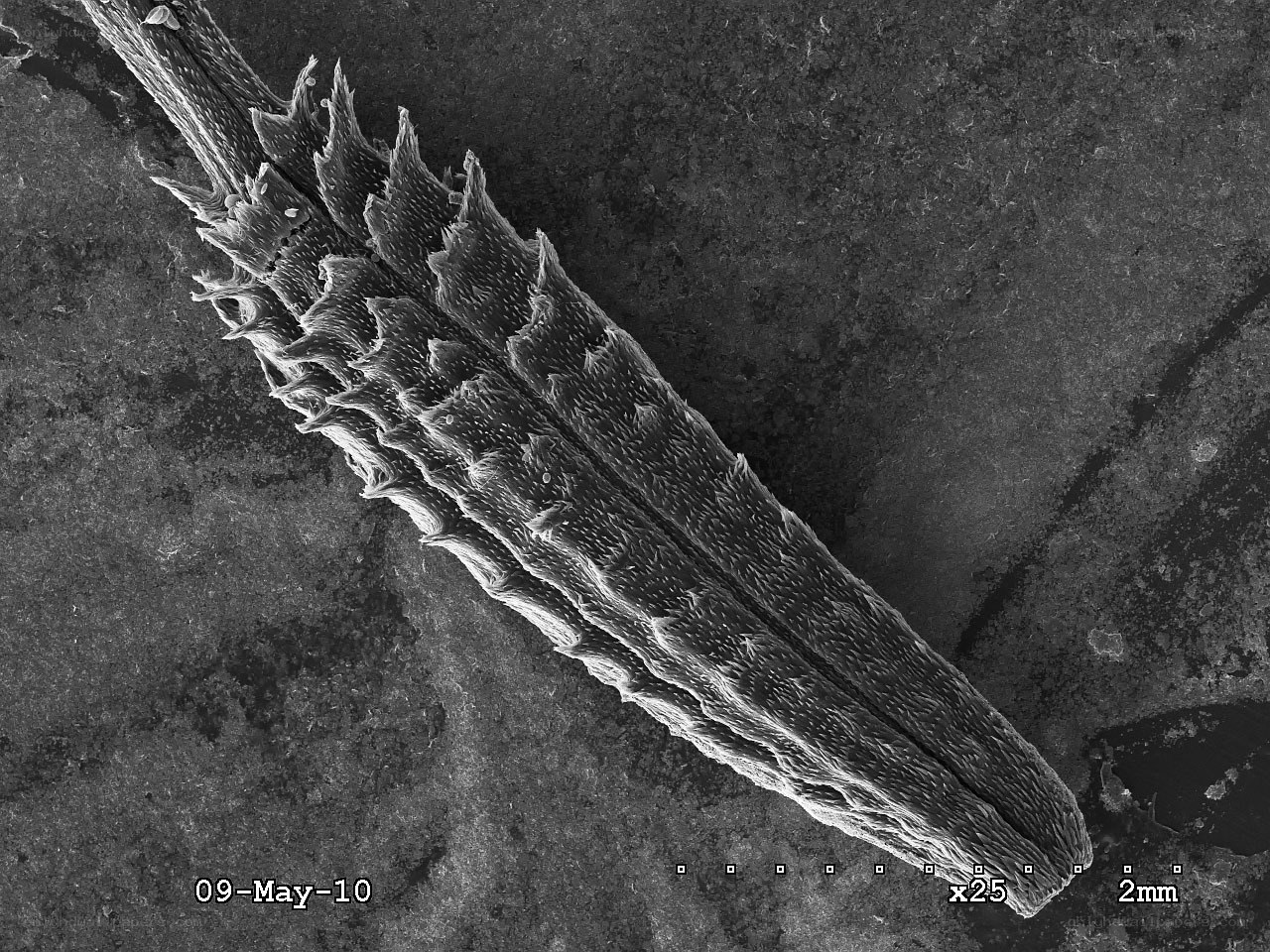 microscopic plant structure